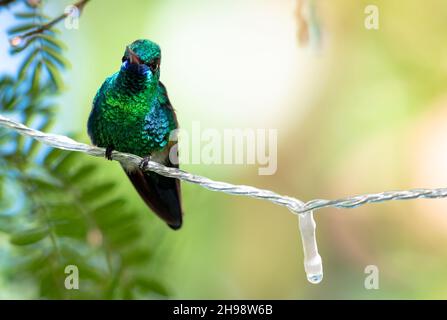 Ein Kolibri, der während der Weihnachtszeit an einer weihnachtlichen Lichterkette in einem Baum sticht. Stockfoto