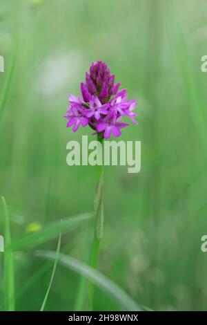 Anacamptis pyramidalis, pyramidale Orchidee in Grassland, Kent, Großbritannien Stockfoto