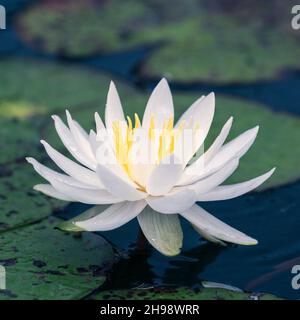 Weiße Lotusblume, Nymphaea Lotus Stockfoto