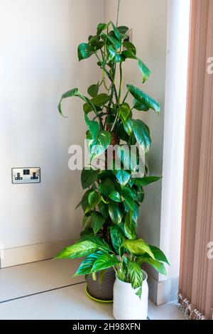 Eipremnum aureum / Devils Ivy / Pothos Hauspflanze in einem Topf Stockfoto