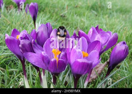 Lila Krokusse Stockfoto