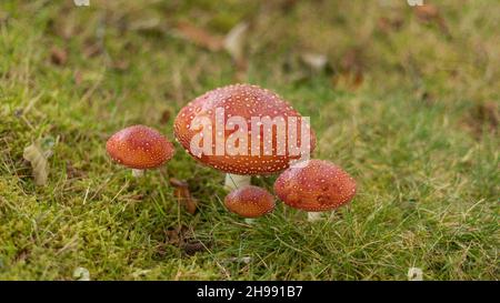 Rot mit weißen Flecken Pilze auf einem Feld opn ein Stück Gras Stockfoto