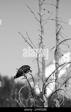 Osprey (Pandion haliaetus) thront auf einem Zweig in den Grand Tetons, mit Kopierraum, S&W vertikal Stockfoto