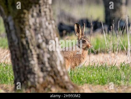 Ein frech brauner Hase Leveret hält hinter einem Apfelbaum in den Bauerngärten Ausschau. Er isst einen Dandelion .Suffolk UK Stockfoto