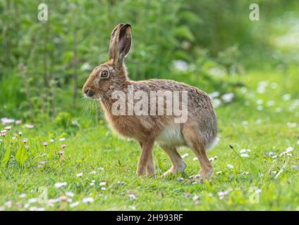 Ein großer, starker brauner Hase steht in den Daisen auf einem Grasrand des Bauernhofs. Suffolk, Großbritannien Stockfoto