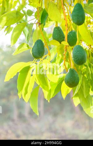 Frische Avocado-Früchte hell erleuchtet, die auf den Ästen des Baumes auf dem Garten wachsen, senkrecht angeschossen Stockfoto