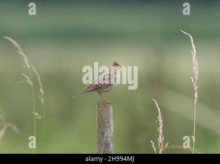 Eine helläugige Skylark, die mit ihrem Kamm auf einem Pfosten vor einem klaren Hintergrund sitzt, eingerahmt von Gräsern auf einer Suffolk-Farm. VEREINIGTES KÖNIGREICH. Stockfoto