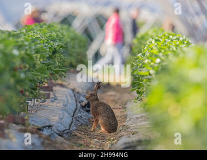 Ein wilder brauner Haie sitzt in den Erdbeeren des Bauern. Obwohl ich vorsichtig war, toleriert es erstaunlicherweise einige Leute, die am Poly-Tunnel vorbeilaufen. Suffolk UK Stockfoto