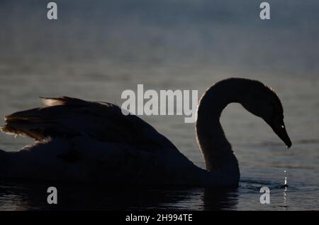 Eine Nahaufnahme der Silhouette eines Mute Swan, der sich gegen den Sonnenuntergang füttert. Es zeigt Wellen und Wassertröpfchen aus seinem Schnabel. Suffolk, Großbritannien Stockfoto