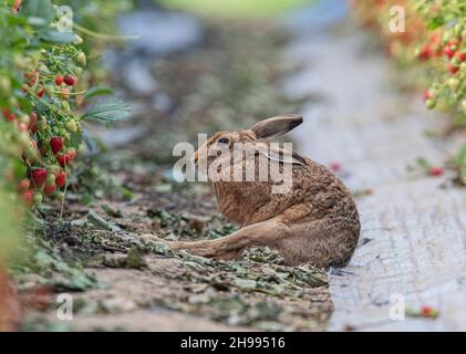 Eine einzigartige Aufnahme eines wilden braunen Hasses, der sich in den Erdbeeren der Bauern etwas ausdehnt.Wildtiere und Nahrungsmittelproduktion vom Allerfeinsten. Suffolk, Großbritannien. Stockfoto