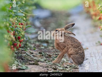 Eine einzigartige Aufnahme eines wilden braunen Hasses, der im Poly-Tunnel der Bauern mit reifen Erdbeeren sitzt. Wildtier- und Lebensmittelproduktion vom Allerfeinsten. Suffolk, Großbritannien. Stockfoto