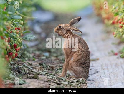 Eine einzigartige Aufnahme eines sehr müden wilden Braunhasenhaare, der in den Erdbeeren der Bauern gähnt.Wildtier- und Nahrungsmittelproduktion vom Allerfeinsten. Suffolk, Großbritannien. Stockfoto