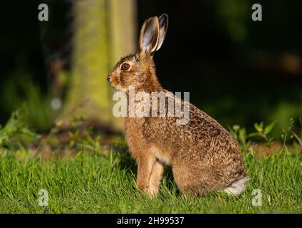 Ein schöner junger brauner Hase Leveret, der im Bauerngarten sitzt. .hervorgehoben durch die untergehende Sonne. Suffolk, Großbritannien. Stockfoto