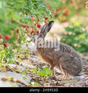 Der Erdbeer-Dieb - Ein uniquie Schuss. Ein wilder brauner Hase fing bei der Abschreckung der Erdbeeren des Bauern. Suffolk UK Stockfoto