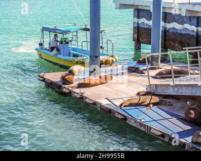 Seelöwen schlafen auf einer Terrasse im Hafen der Insel Galapagos Santa Cruz Stockfoto