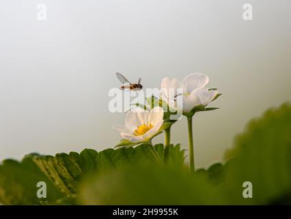 Eine weiße Erdbeerblume, die von einem Besuch bei Hover Fly auf natürliche Weise bestäubt wird. Suffolk, Großbritannien. Stockfoto