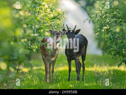 Ein Paar unterschiedlich gefärbter Damhirsche (Dama dama), zwei junge Junggesellen im Obstgarten zwischen den Apfelbäumen. Suffolk, Großbritannien Stockfoto