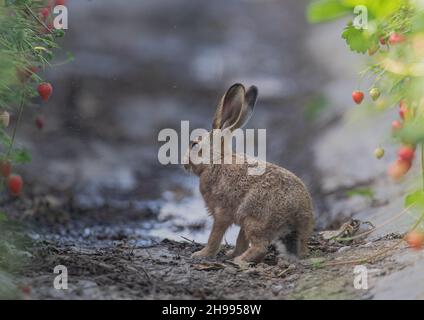 Ein süßer kleiner brauner Hase Leveret, der seinen Weg in den Farmers Poly Tunnel voller wachsender Erdbeeren geschafft hat. Suffolk, Großbritannien Stockfoto