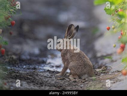 Ein kleiner brauner Hase Leveret, der sich in den Poly-Tunnel der Bauern mit wachsenden Erdbeeren eingearbeitet hat. Suffolk, Großbritannien Stockfoto