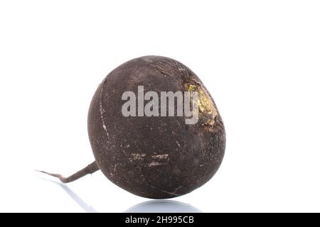 Ein reifer organischer schwarzer Rettich, Nahaufnahme, isoliert auf Weiß Stockfoto