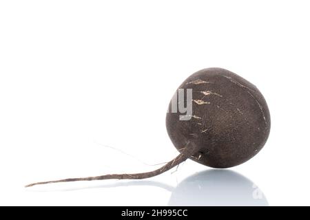 Ein reifer organischer schwarzer Rettich, Nahaufnahme, isoliert auf Weiß Stockfoto