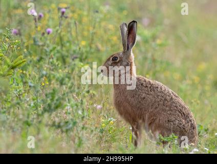 Ein wilder brauner Hase sitzt zwischen dem Knackkraut auf der Wildblumenwiese. Suffolk, Großbritannien. Stockfoto