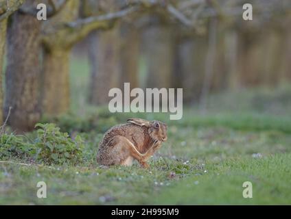 Ein wilder brauner Hase sitzt inmitten der Gänseblümchen in einem alten Obstgarten und beißt seine Zehennägel. Suffolk, Großbritannien Stockfoto