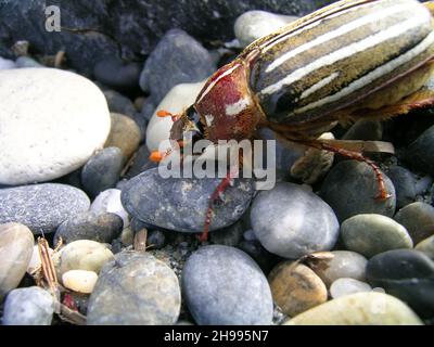 Der zehngesäumte Junikäfer (Polyphylla decemlineata), auch als Wassermelonenkäfer bekannt, ist ein Skarabäus, der im Westen der Vereinigten Staaten gefunden wurde Stockfoto