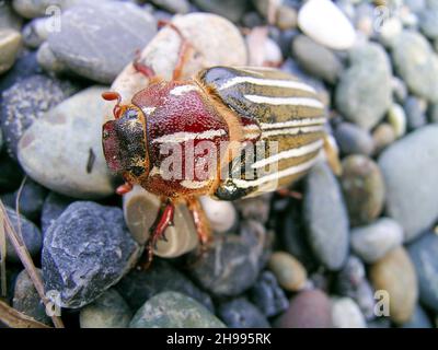 Der zehngesäumte Junikäfer (Polyphylla decemlineata), auch als Wassermelonenkäfer bekannt, ist ein Skarabäus, der im Westen der Vereinigten Staaten gefunden wurde Stockfoto