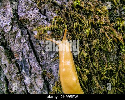 Bananenschnecke - nordamerikanische Erdschnecke, die die Gattung Ariolimax umfasst. Ariolimax dolichophallus. Stockfoto