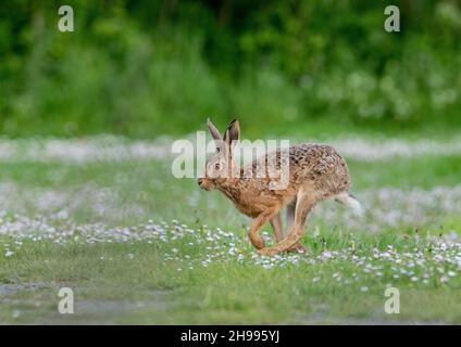 Ein auffallend gefärbter brauner Hase, der durch eine Wiese aus weißen Gänseblümchen läuft. Suffolk, Großbritannien Stockfoto