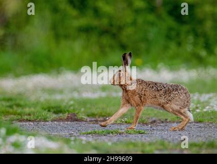 Ein auffallend gefärbter Brauner Hase, der auf einem von einem Fliegenschwarm umgebenen Farmpfad läuft. Aufgenommen auf einem Hintergrund von weißen Gänseblümchen. Suffolk, Großbritannien Stockfoto