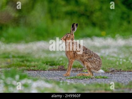 Ein auffallend farbiger brauner Hase, der aufrecht und wachsam auf einem Farmweg mit einem Hintergrund weißer Gänseblümchen sitzt. Suffolk, Großbritannien Stockfoto