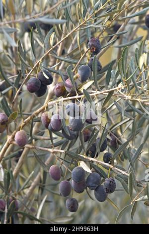 Schwarze Oliven auf dem Baum Stockfoto