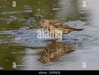 Ein Song Thrush (Turdus philomelos), der in einer Pfütze ein Bad hat. Suffolk, Großbritannien Stockfoto