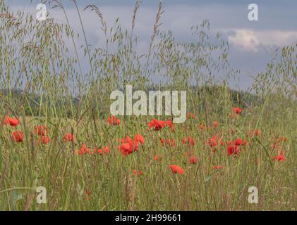 Ein Feldrand von leuchtend rotem Mohn (Papaver rhoeas) in zwischen den wilden Hafer und Gräser in einer Ackerland-Einstellung. Suffolk, Großbritannien Stockfoto