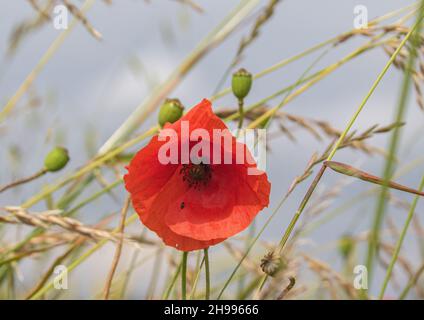 Ein heller Roter Mohn (Papaver rhoeas) in einem Feldrand unter den Gräsern. Zusammen mit einem Pollen Beetl und Samenkapseln . Suffolk, Großbritannien Stockfoto