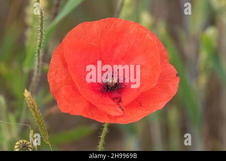 Eine einzelne helle rote Mohnblume (Papaver rhoeas) zeigt seine schwarze Mitte. Zusammen mit einigen Pollen Käfer. Suffolk, Großbritannien Stockfoto