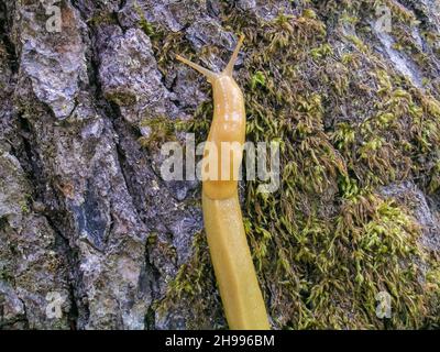 Bananenschnecke - nordamerikanische Erdschnecke, die die Gattung Ariolimax umfasst. Ariolimax dolichophallus. Stockfoto