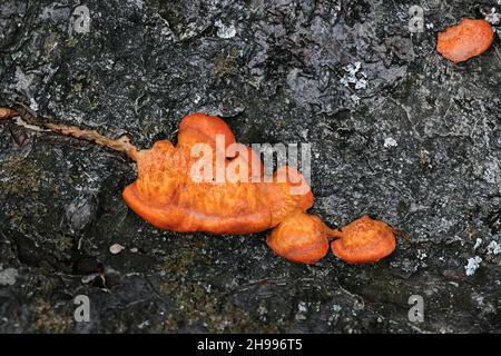 Pycnoporus cinnabarinus, allgemein bekannt als Cinnabar-Polypore, Bracket-Pilz aus Finnland Stockfoto