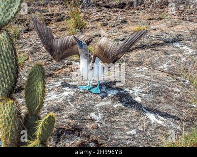 Tanz des Blaufußbooby (Sula nebouxii) im Galapagos-Nationalpark, Ecuador Stockfoto