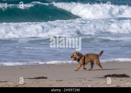 Eine Border Terrier-Hündin, die mit ihrem Ball spielt, mit der Brandung hinter ihr am Sennen Cove Beach in Cornwall Stockfoto