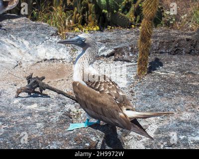 Tanz des Blaufußbooby (Sula nebouxii) im Galapagos-Nationalpark, Ecuador Stockfoto