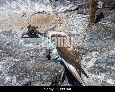 Tanz des Blaufußbooby (Sula nebouxii) im Galapagos-Nationalpark, Ecuador Stockfoto