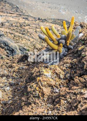 Lavakaktus wächst auf der Bartolome Insel im Galapagos Nationalpark, Ecuador. Die Pflanze ist ein Kolonisator von Lavafeldern und ist endemisch bei den Galapagos Stockfoto