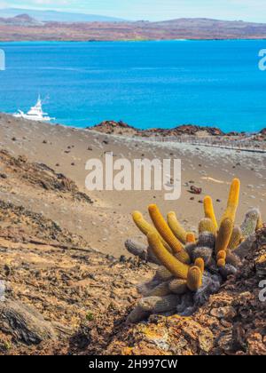 Lavakaktus wächst auf der Bartolome Insel im Galapagos Nationalpark, Ecuador. Die Pflanze ist ein Kolonisator von Lavafeldern und ist endemisch bei den Galapagos Stockfoto