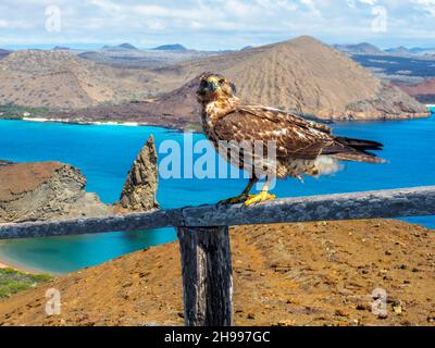 Galapagos Hawk auf der Bartolome-Insel, Galapagos, Ecuador Stockfoto