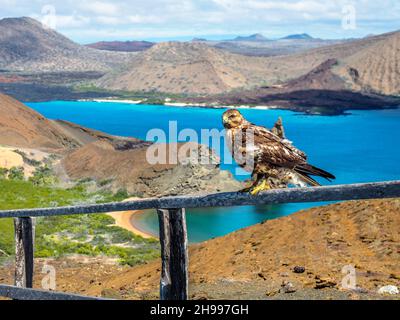 Galapagos Hawk auf der Bartolome-Insel, Galapagos, Ecuador Stockfoto