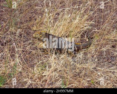 Land-Leguan. Gold-Leguan - die endemische Art der Galapagos-Inseln, Ecuador Stockfoto