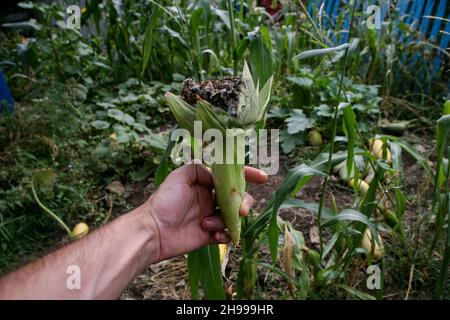 Blasenschmierungen manifestieren sich in Form von pathologischen Neoplasmen galls usarium moniliforme Synonym von F. verticillioides. Fusarium auf dem Cob ist die häufigste Erkrankung an den Ohren. Stockfoto